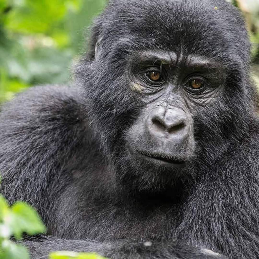 Gorilla Safari Lodge Rubuguli Eksteriør billede