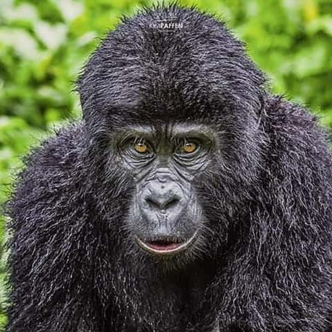Gorilla Safari Lodge Rubuguli Eksteriør billede